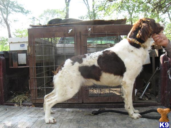 Dogs - Brittany